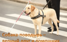 Содержание собак-поводырей